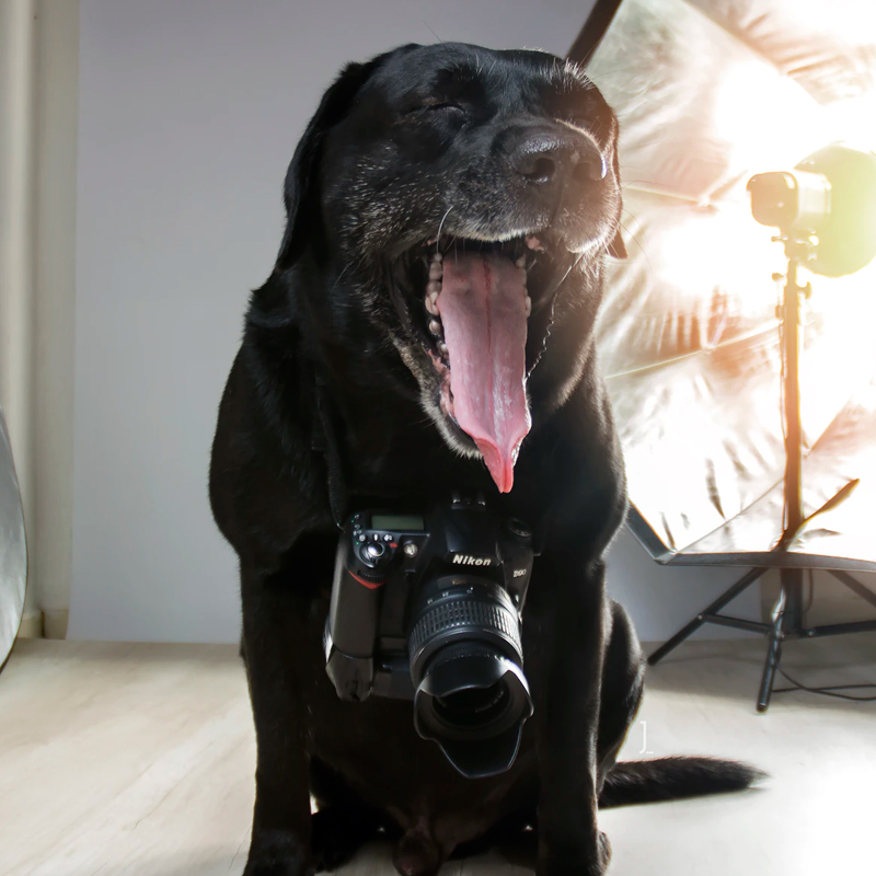 second dog